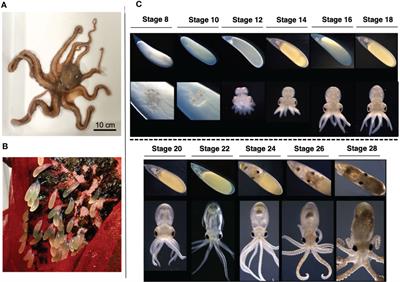 Eye development and developmental expression of crystallin genes in the long arm octopus, Octopus minor